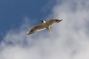 Gull on the background of clouds