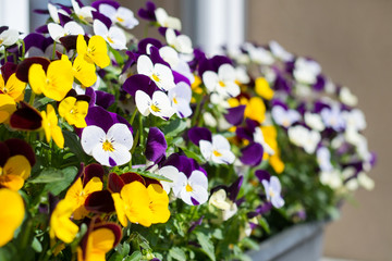 Garden pansy in spring