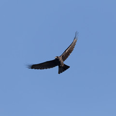 raven  against the blue sky