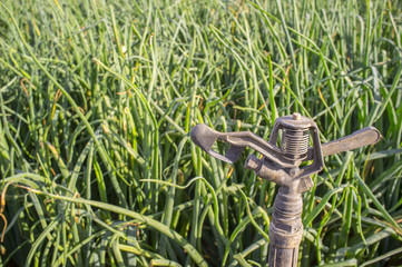 Sprinkler at onions field