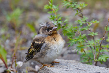 Funny chaffinch chick