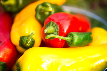 Summer harvest. Freshly picked, red, green and yellow sweet peppers, laying in grass in garden. Healthy eating, fresh food, vegetables, vitamins, diet, fitness. Making fresh salads for dinner. Tasty 