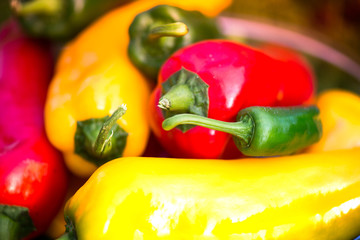 Summer harvest. Freshly picked, red, green and yellow sweet peppers, laying in grass in garden. Healthy eating, fresh food, vegetables, vitamins, diet, fitness. Making fresh salads for dinner. Tasty 