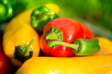 Summer harvest. Freshly picked, red, green and yellow sweet peppers, laying in grass in garden. Healthy eating, fresh food, vegetables, vitamins, diet, fitness. Making fresh salads for dinner. Tasty 