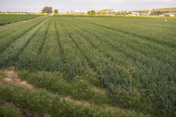 Fototapeta na wymiar Onions field for dehydrated food industry