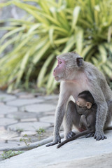 Mammal, monkey in the natural background
