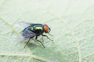 Green fly sitting on leaf