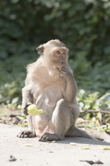 Mammals in the natural background