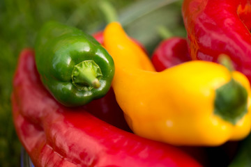 Summer harvest. Freshly picked, red, green and yellow sweet peppers, laying in grass in garden. Healthy eating, fresh food, vegetables, vitamins, diet, fitness. Making fresh salads for dinner.