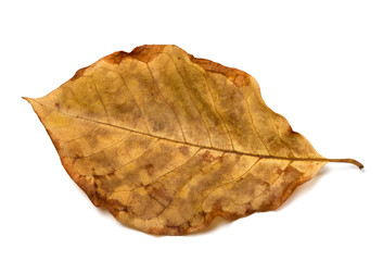 Autumn dry leaf of walnut tree