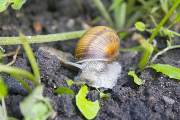 Roman snail