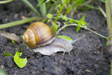 Roman snail