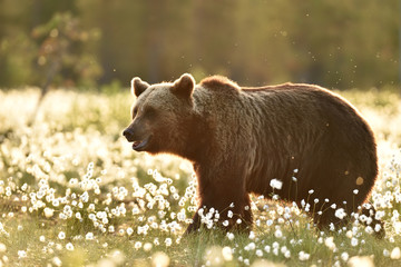 Brown bear in cotton grass at sunset in summer, Finland