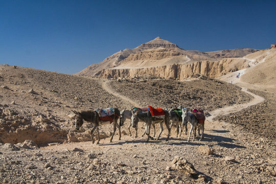Donkeys on the hills above the temple of Hatshepsut.v