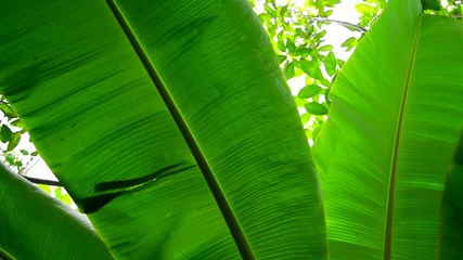 Photos, illustrations et vidéos de tropical leaves