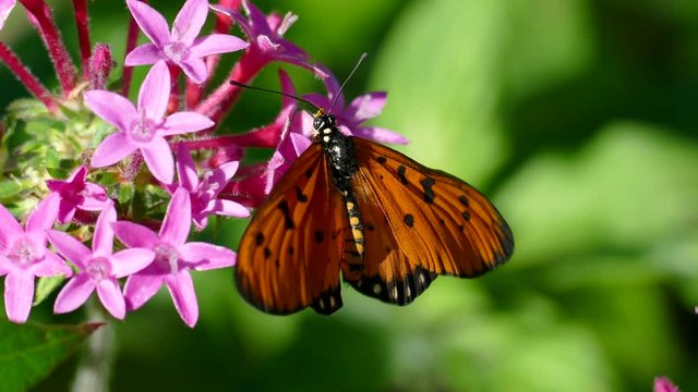 Close up of a Tawny Coster butterfly moving on a flowered plant.