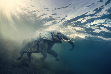 An elephant underwater