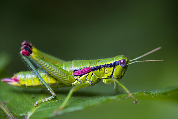 Green grasshopper on a leaf