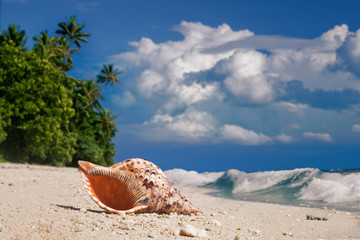 Obraz na płótnie Canvas Pacific ocean paradise beach with seashell and foam and waves and beautiful sky