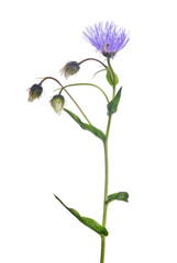 garden flower with blue bloom and three buds