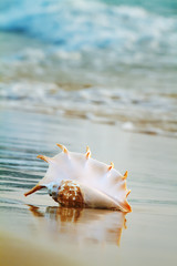 Tropical ocean paradise design element. A beach with seashell of giant mollusk on wet sand near shorebreak water