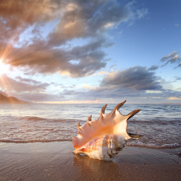 Tropical ocean paradise design postcard. A beach with seashell of giant mollusk on reflected wet sand near shorebreak waves
