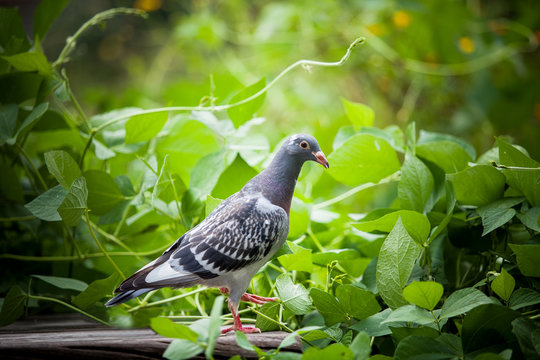 young homing pigeon bird on ground with green peanut plant background