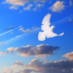 baeutiful flying white dove isolated on blue cloudy sky