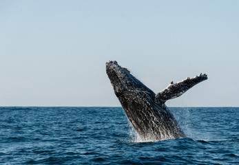 Humpback whale breaching during the annual migration north along Africa's east coast.