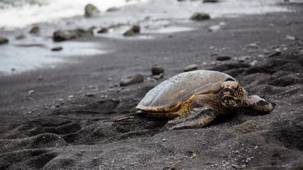 an hawaiian turtle