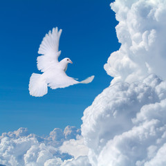 baeutiful flying white dove isolated on blue cloudy sky
