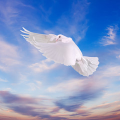 women's hands  released  into the sky to the sun a white dove