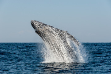 Fototapeta premium Humpback whale breaching during the annual migration north along Africa's east coast.