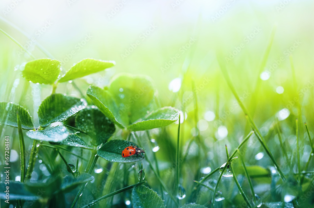Poster beautiful nature background with morning fresh grass and ladybug. grass and clover leaves in droplet