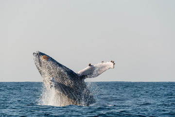 Fototapeta premium Humpback whale breaching during the annual migration north along Africa's east coast.
