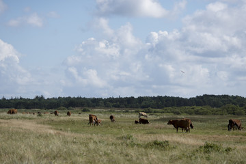 A herd of free range cows