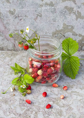 wild red strawberry with green leaf