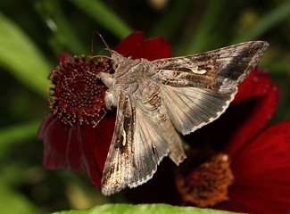European Silver Y Moth (Autographa gamma) feeding on an exotic red garden flower.
