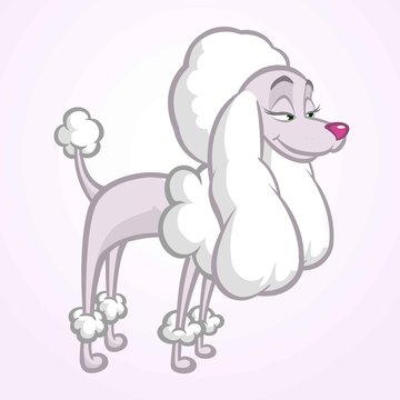 White cartoon poodle. Vector illustration