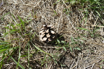  single pine cone in a dry grass