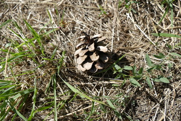  single pine cone in a dry grass