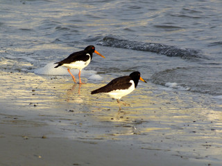Oyster Catchers