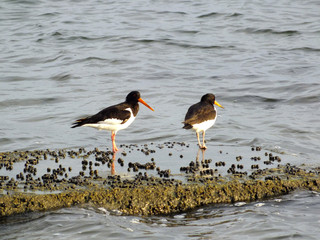 Oyster Catchers
