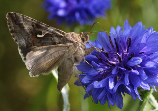 European Silver Y Moth (Autographa gamma) feeding on a cornflower.
