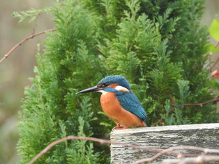 Kingfisher