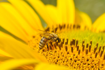 Honey Bee on sunflower. Bee produces honey on a flower. Close-up shot of bee collect nectar on sunflower