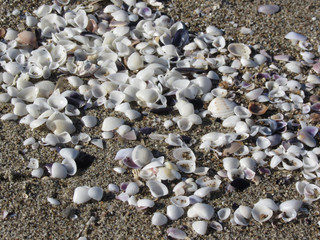 Seashells on sand. Summer beach background. Top view