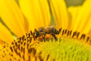 Honey Bee on sunflower. Bee produces honey on a flower. Close-up shot of bee collect nectar on sunflower