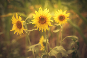 Vintage photo of beautiful sunflowers