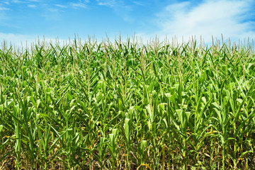 Corn field over the blue sky